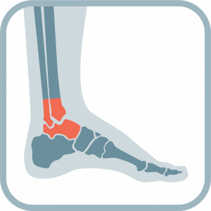 Ankle