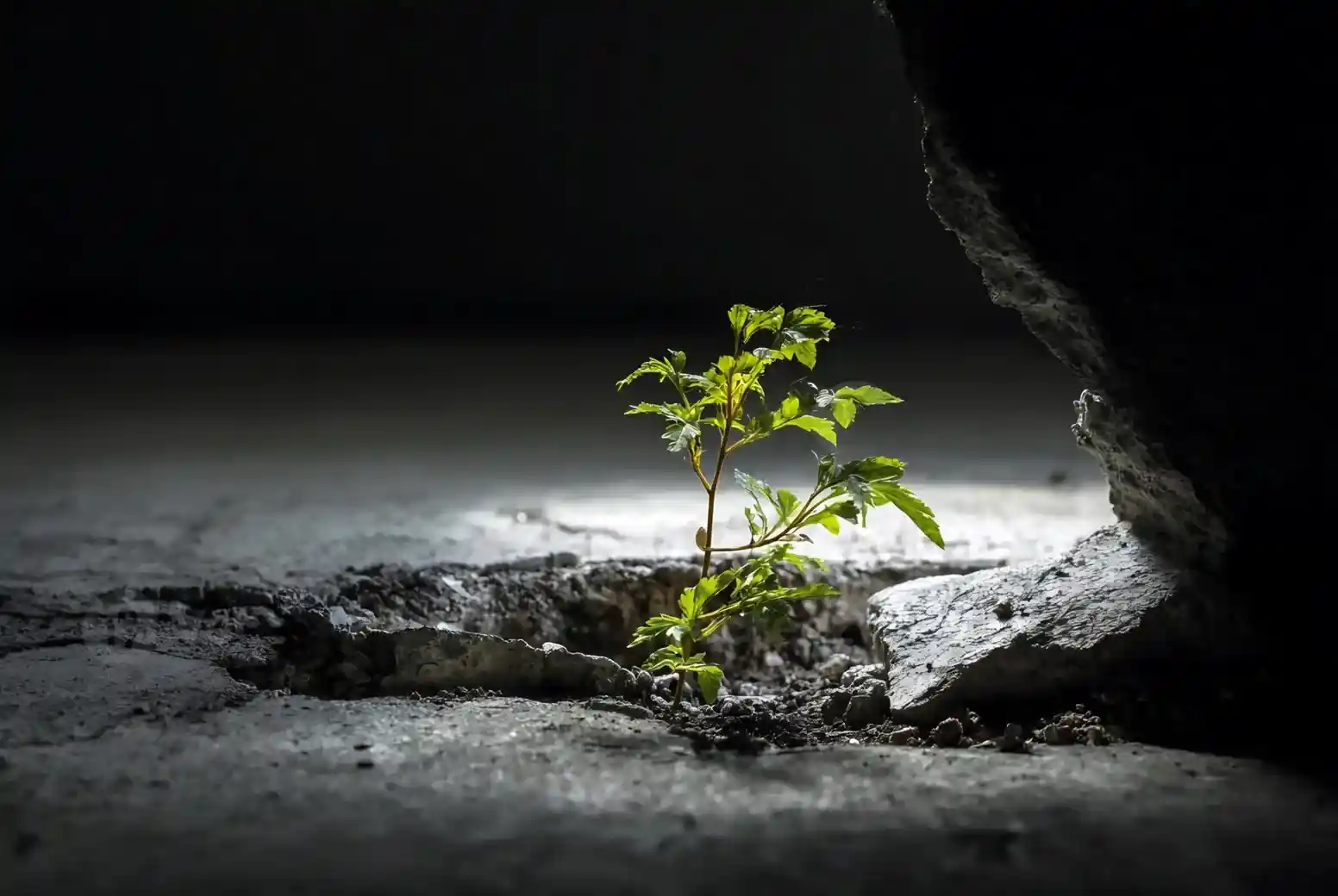 Plant Surviving with Resilience